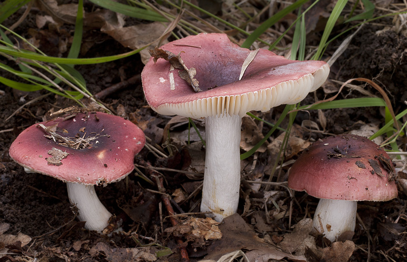 Russula graveolens